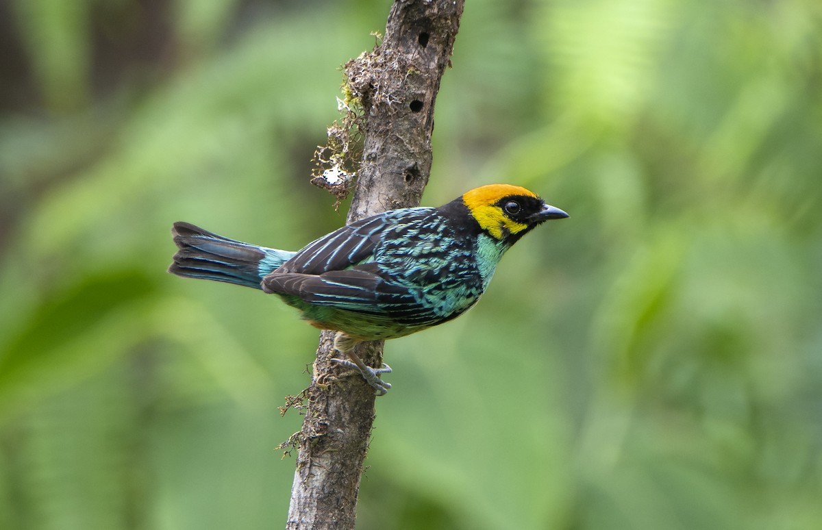 Saffron-crowned Tanager - David F. Belmonte