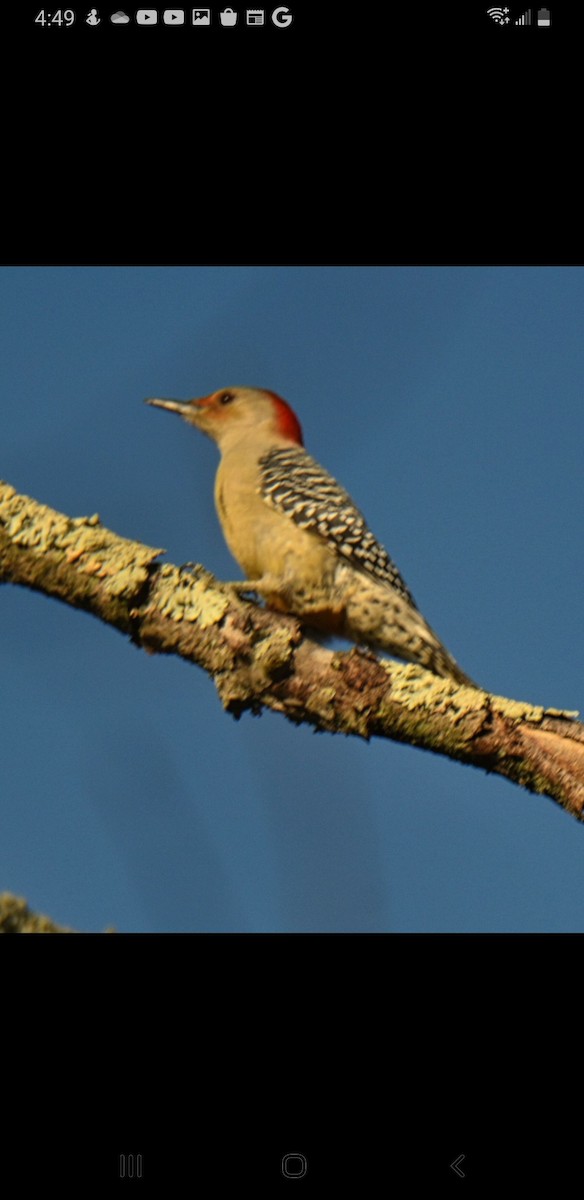 Red-bellied Woodpecker - ML502174821
