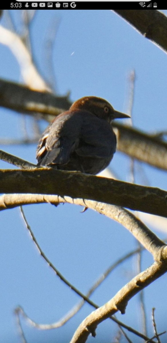 Rusty Blackbird - ML502175221