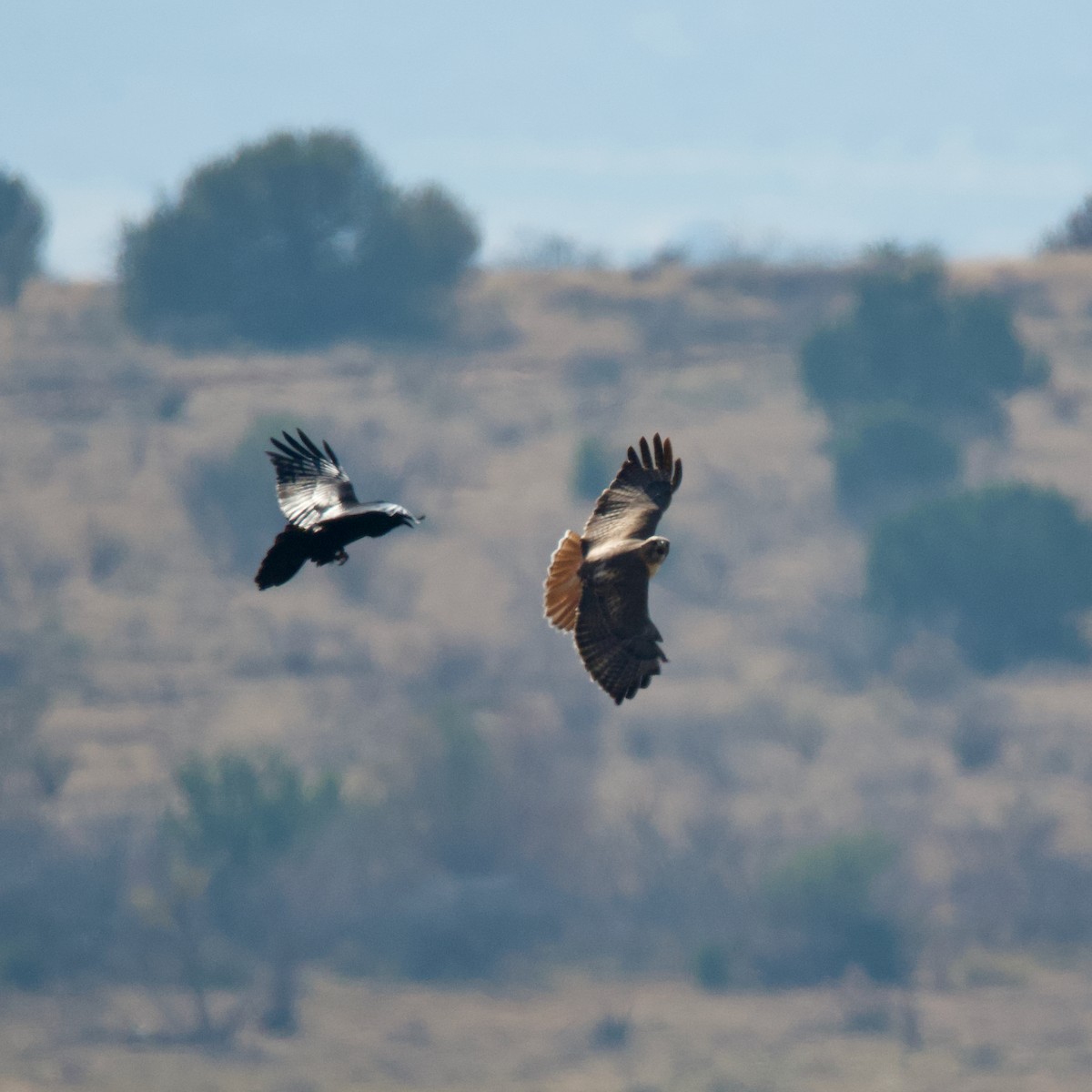 Red-tailed Hawk - ML502175441