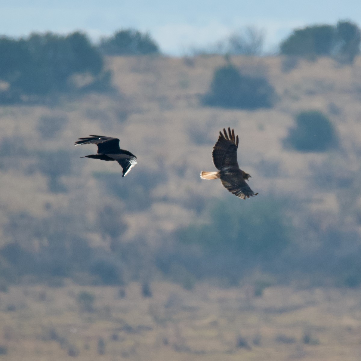 Red-tailed Hawk - ML502175451