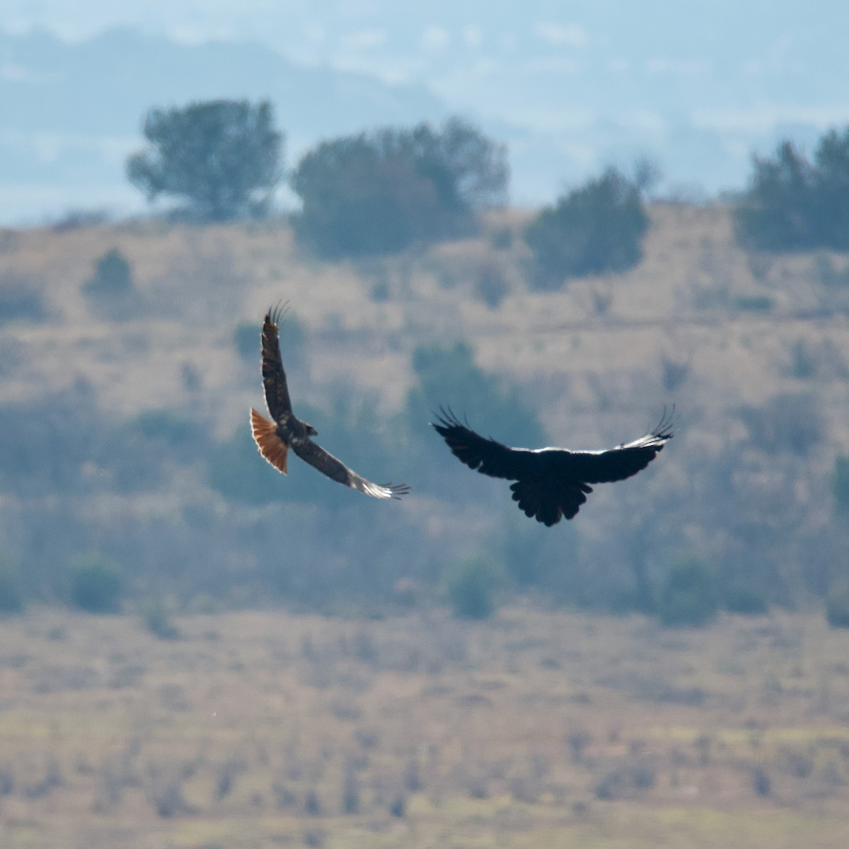 Red-tailed Hawk - ML502175461