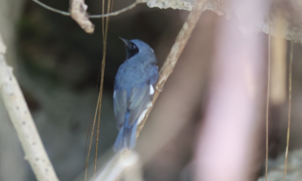 Black-throated Blue Warbler - Sea Williams