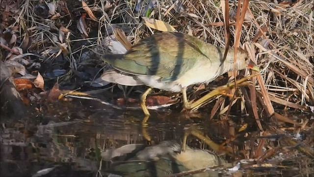 Purple Gallinule - ML502176021