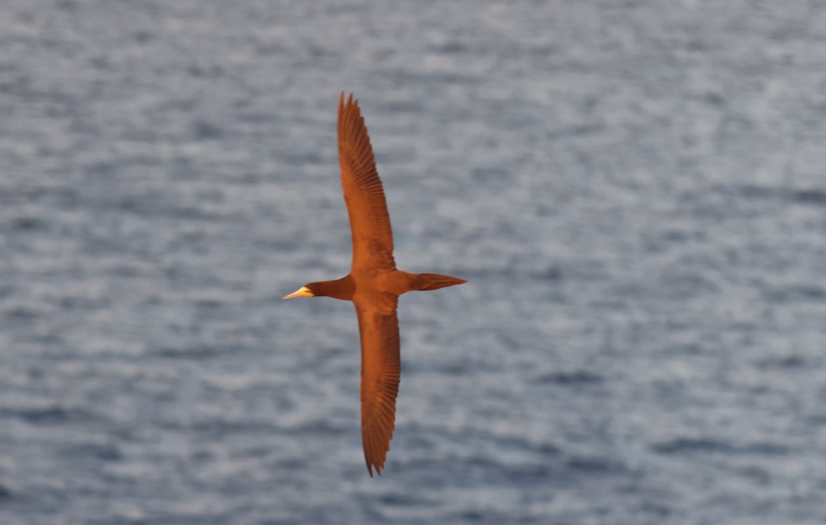 Brown Booby - ML502176321