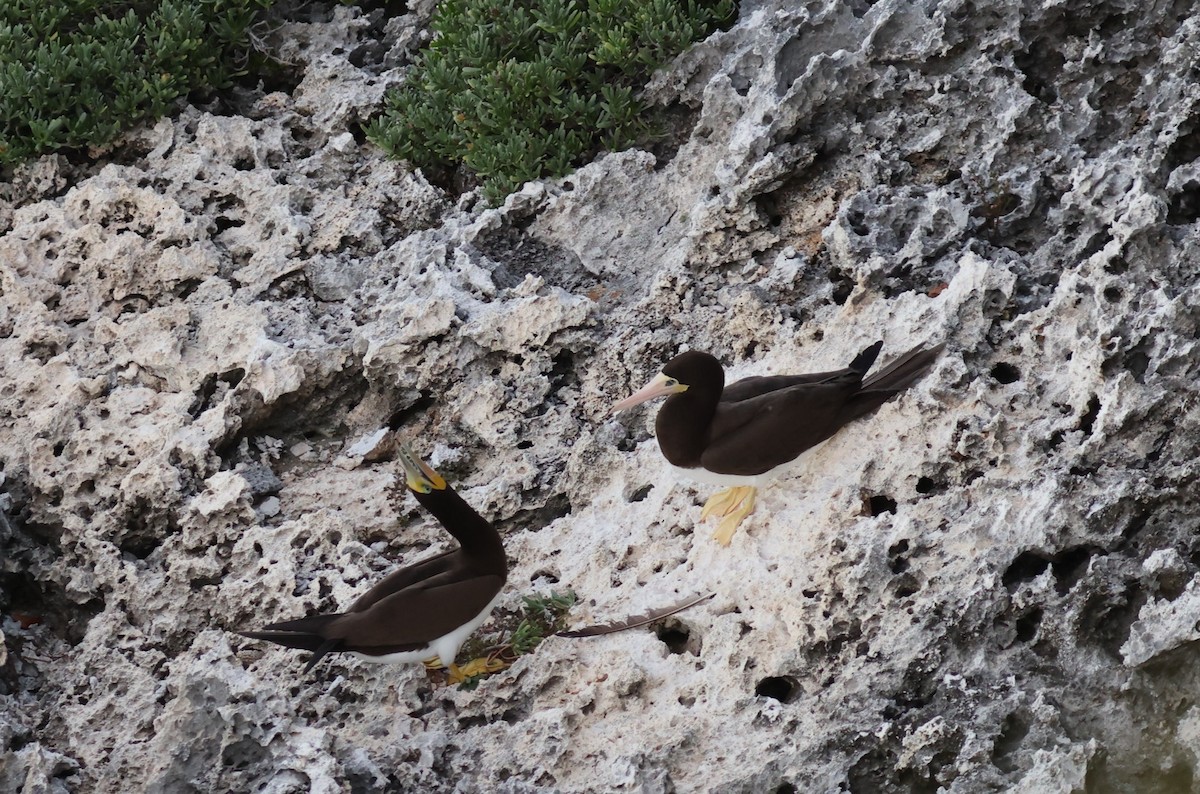 Brown Booby - ML502176351