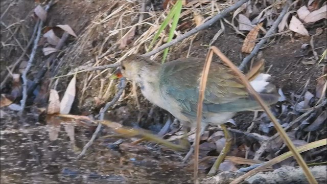 Purple Gallinule - ML502176421