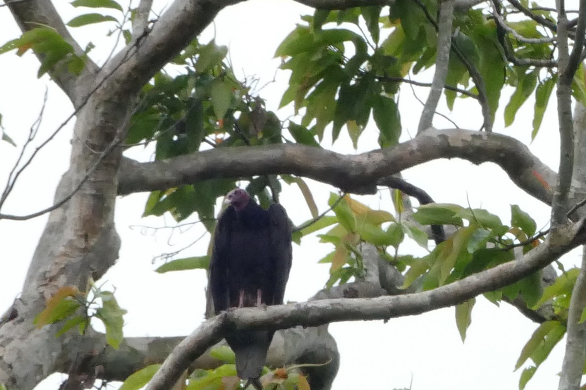 Turkey Vulture - ML50217671