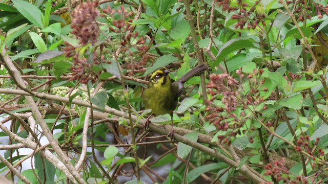 Yellow-striped Brushfinch - ML502176881