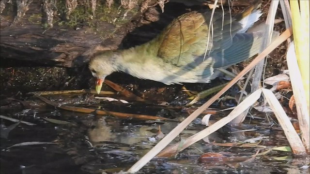 Purple Gallinule - ML502176911