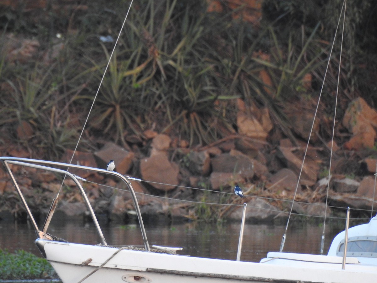 White-winged Swallow - ML502180051