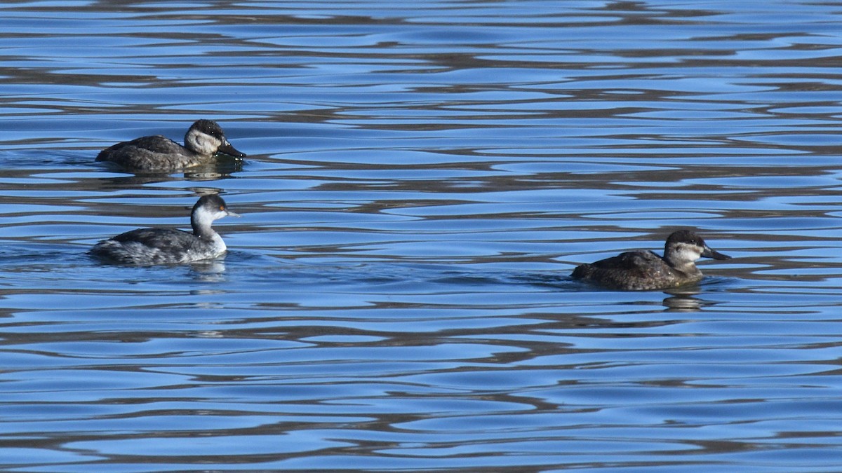 Eared Grebe - Dominic Sherony