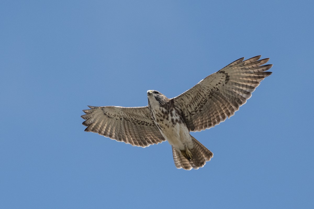 Hawaiian Hawk - ML502180661