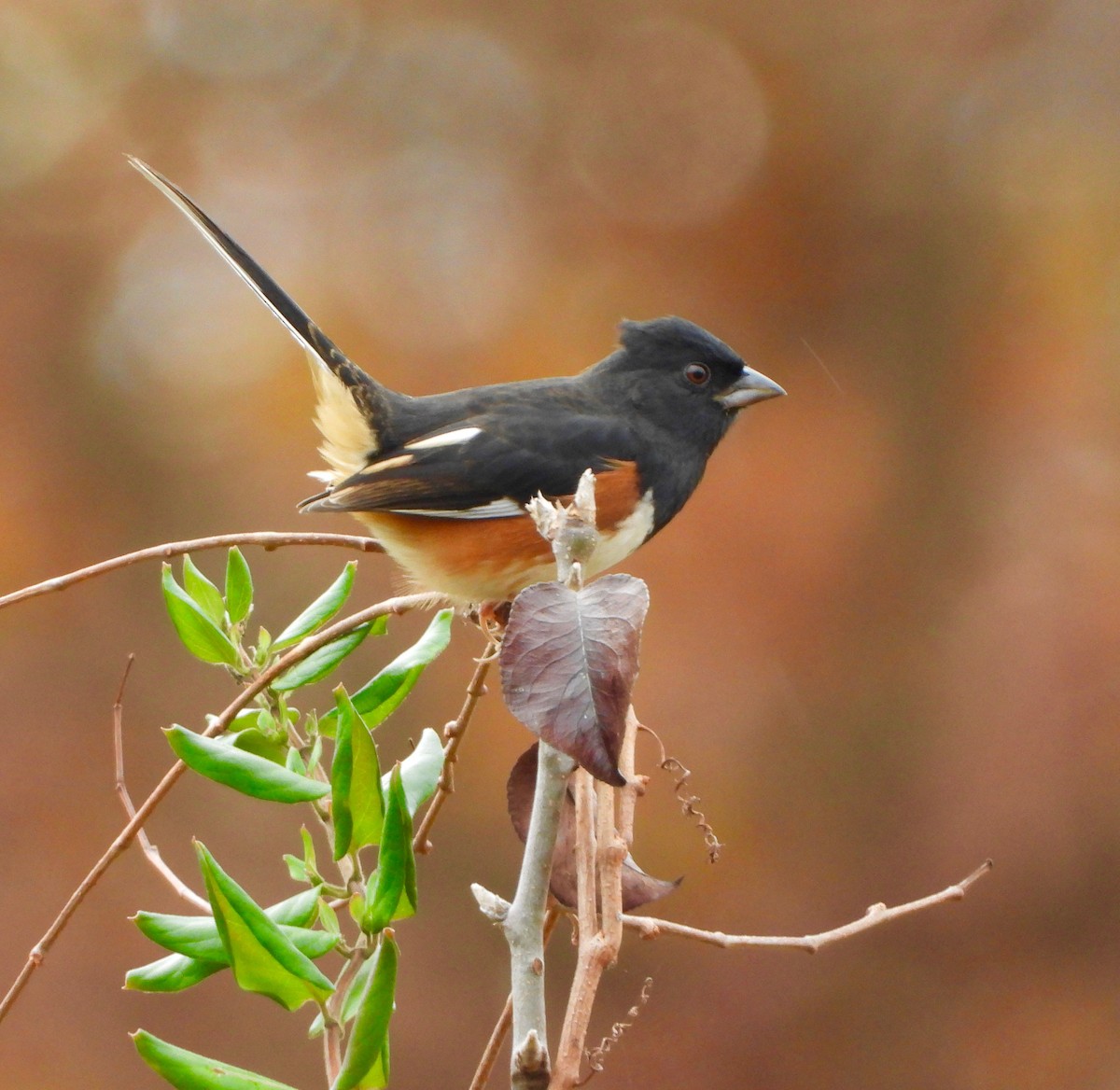 Eastern Towhee - ML502182341
