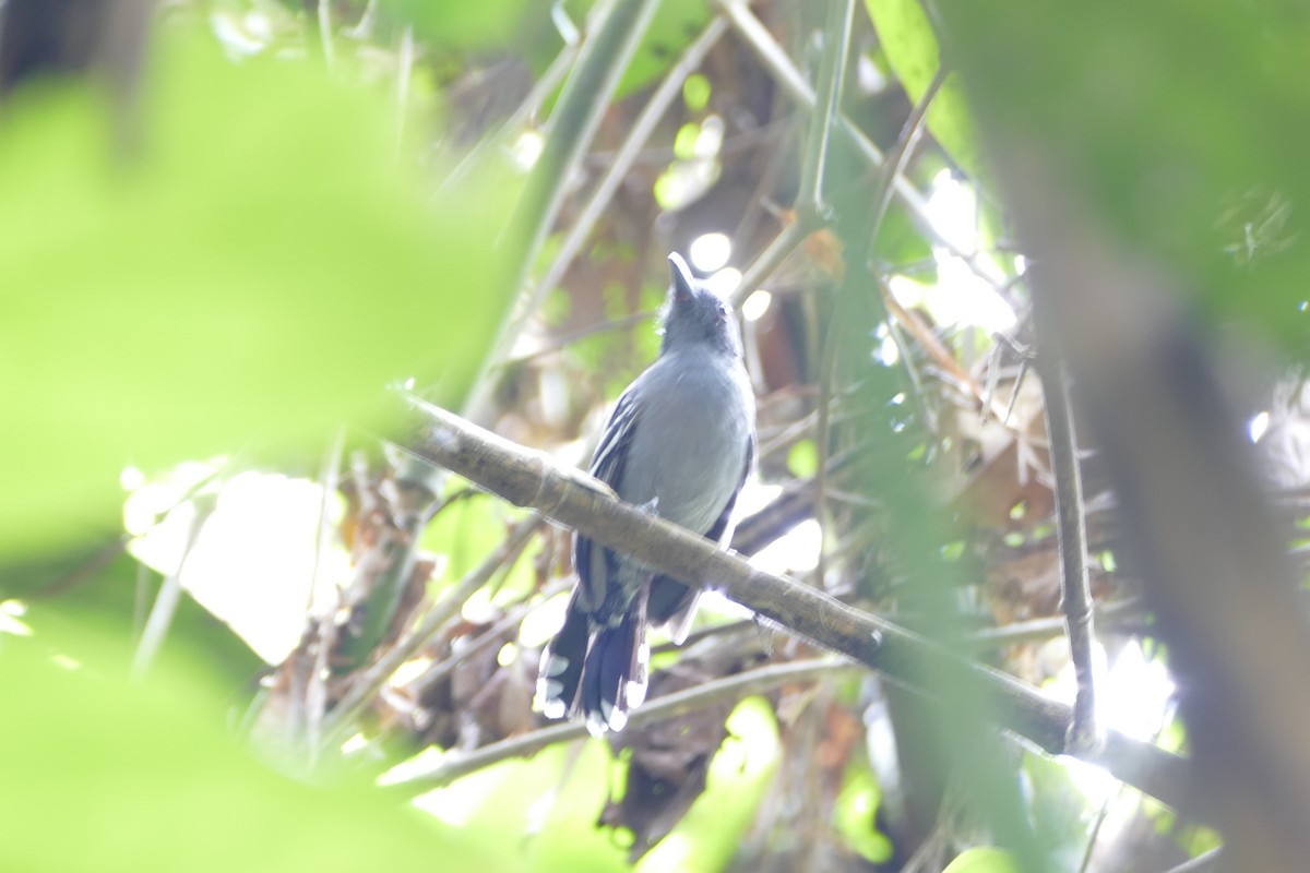 Amazonian Antshrike - ML50218251