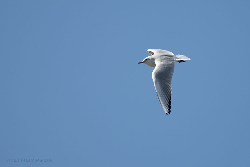 Black-headed Gull - Timothy Thompson