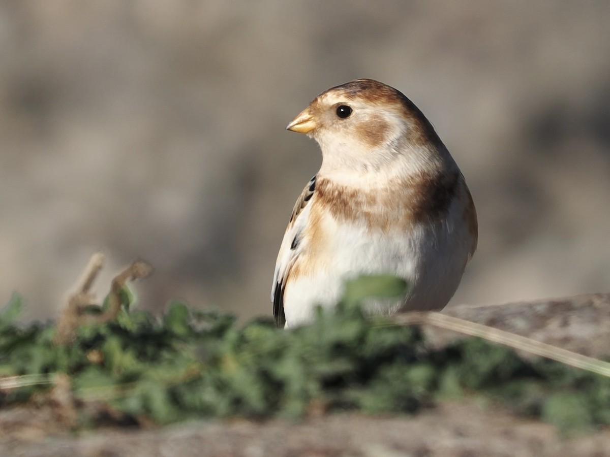 Snow Bunting - ML502182641