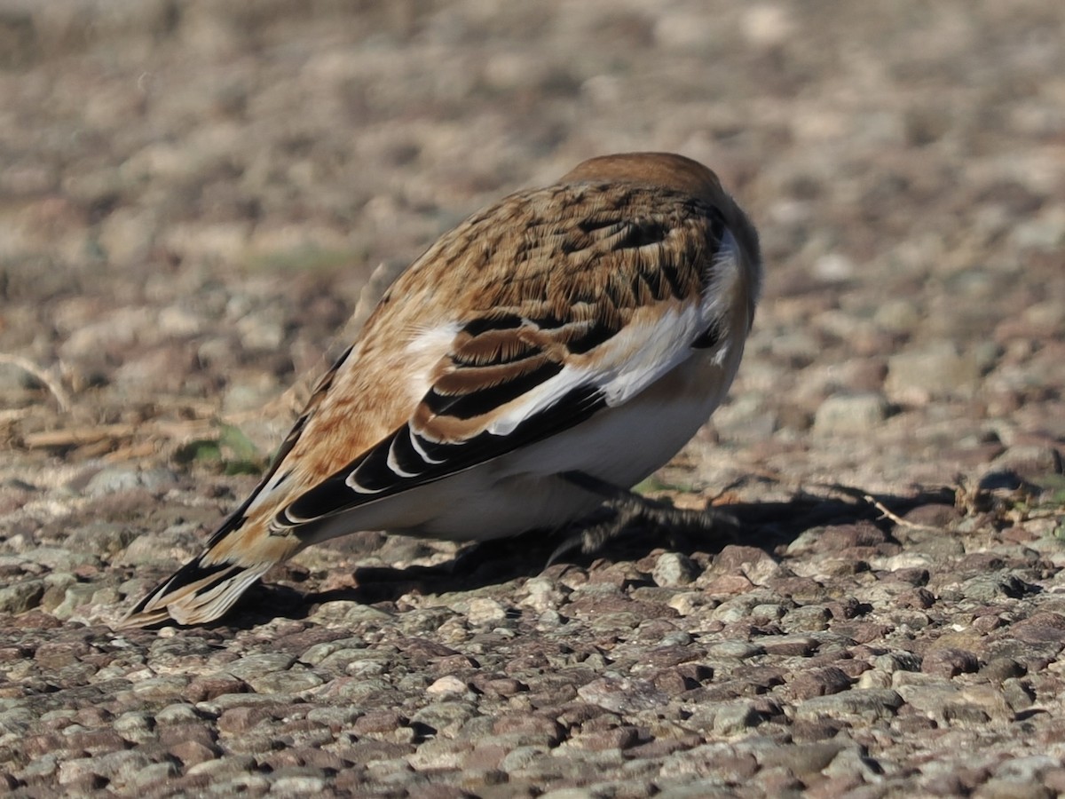 Snow Bunting - David McCartt