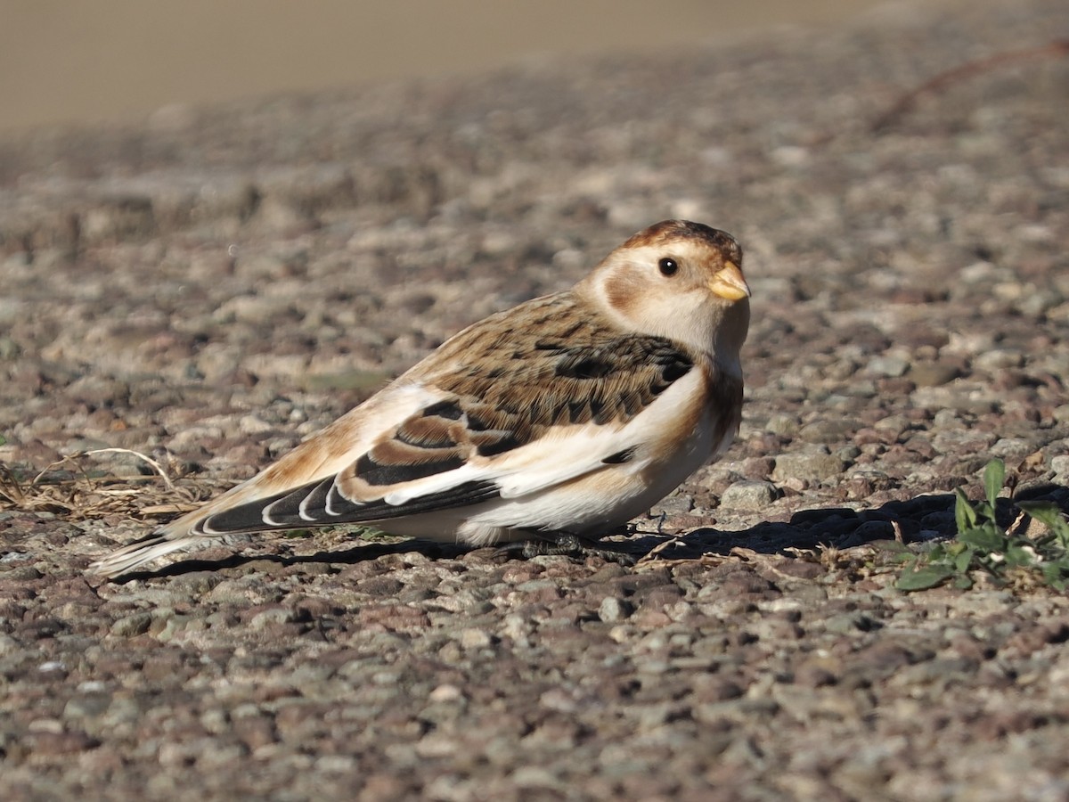 Snow Bunting - David McCartt