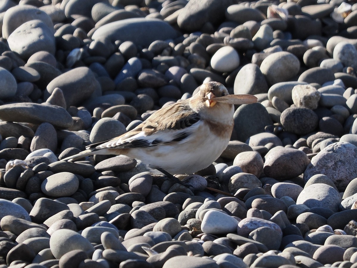 Snow Bunting - ML502182671