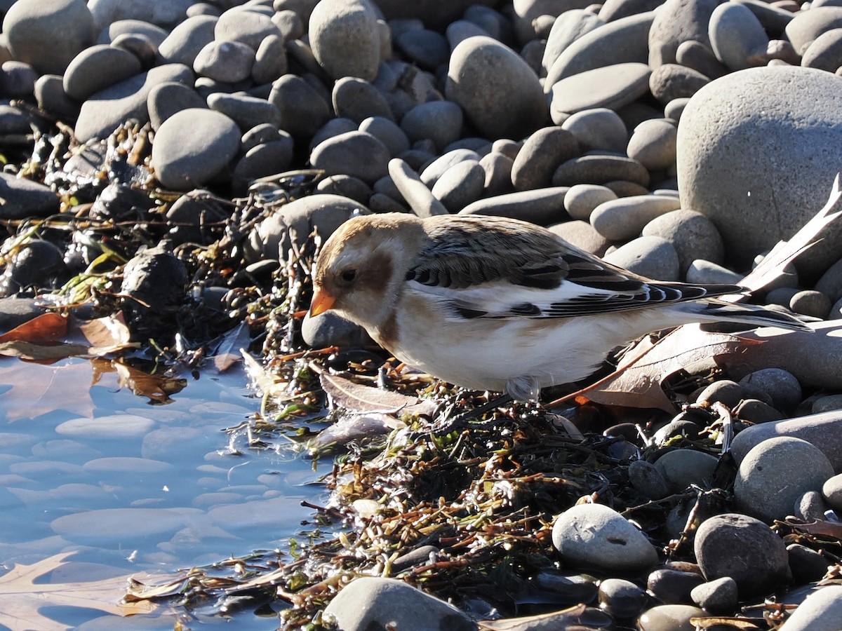 Snow Bunting - David McCartt