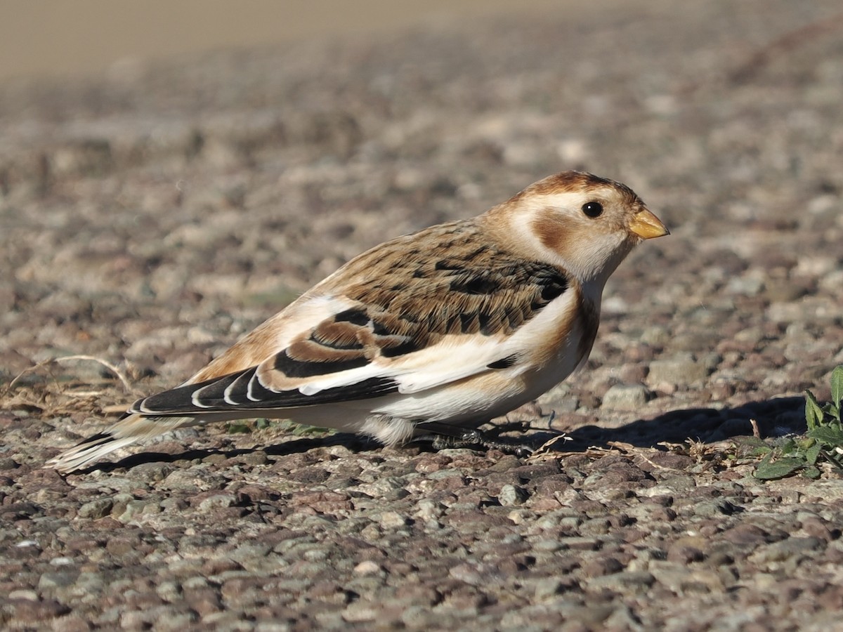 Snow Bunting - ML502182691