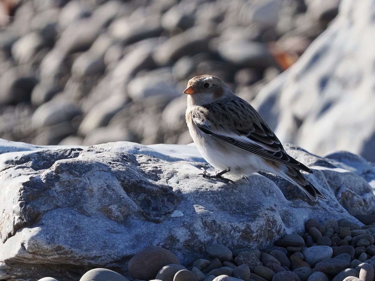 Snow Bunting - ML502182701