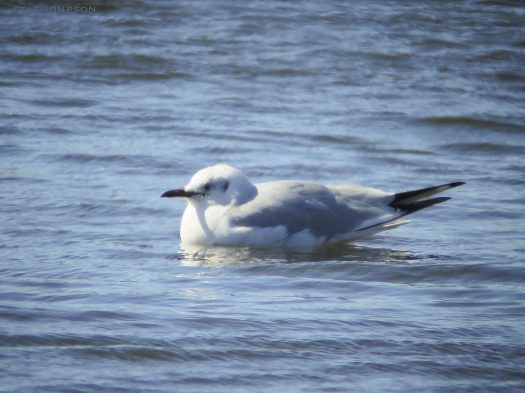 Black-headed Gull - ML50218281