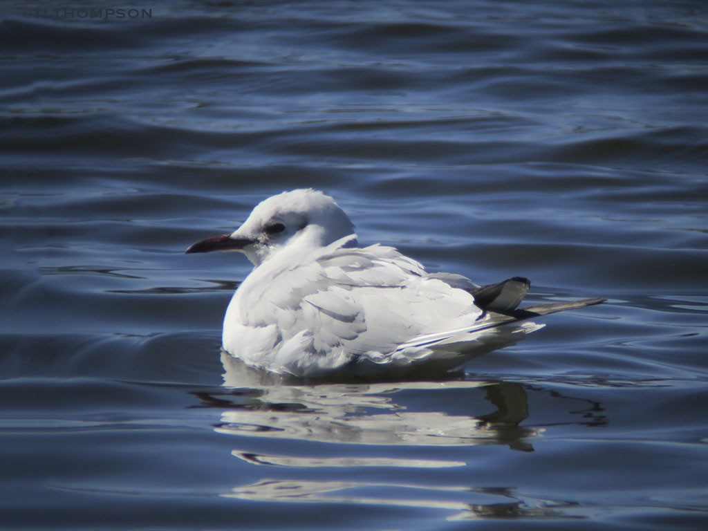 Black-headed Gull - ML50218291