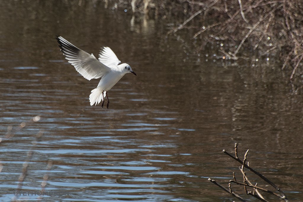 Black-headed Gull - ML50218301