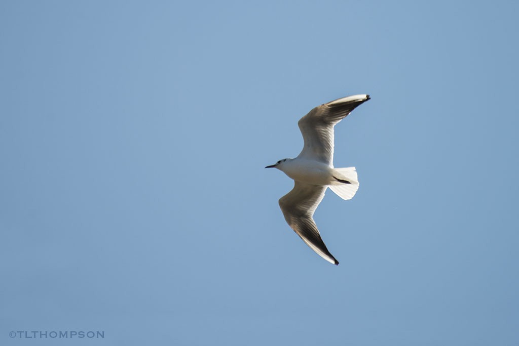 Black-headed Gull - ML50218311