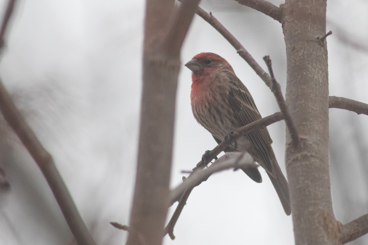 House Finch - Brian Quindlen