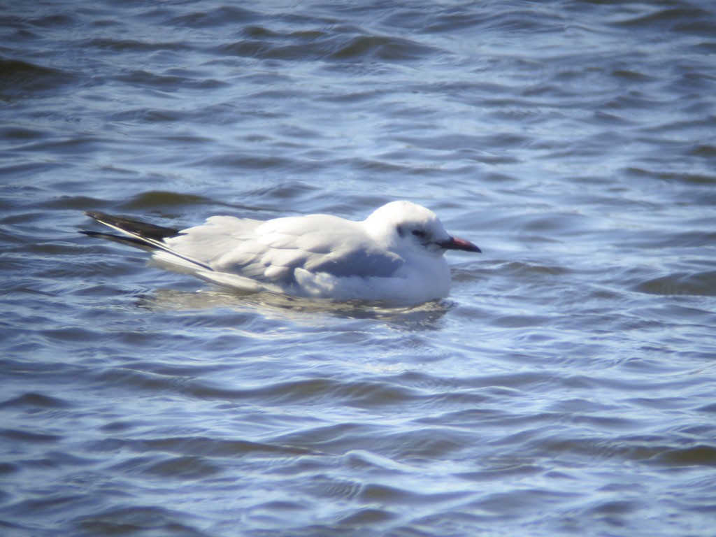 Black-headed Gull - ML50218321