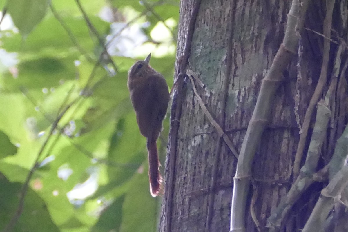 Wedge-billed Woodcreeper - ML50218351