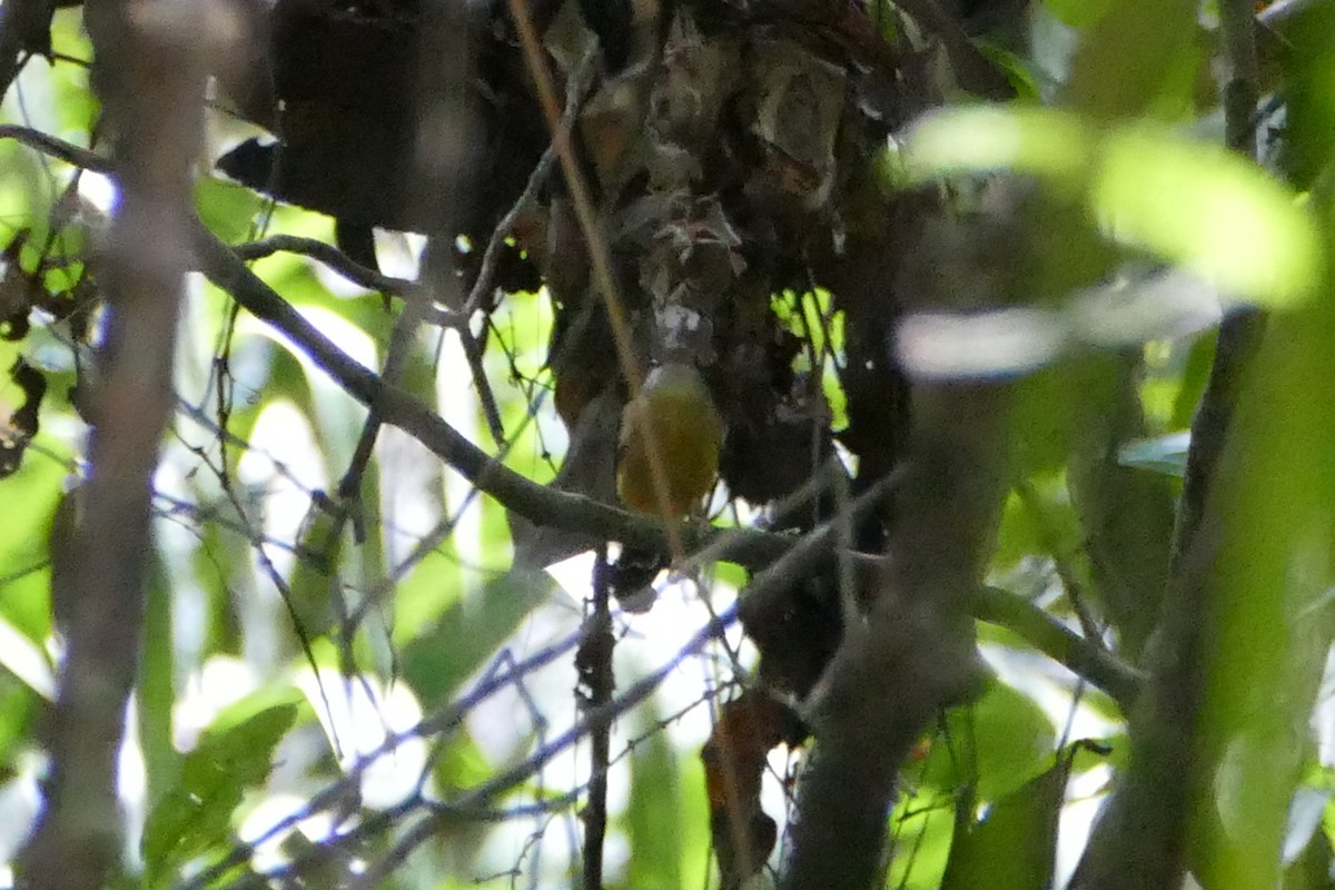 White-crested Spadebill - ML50218401