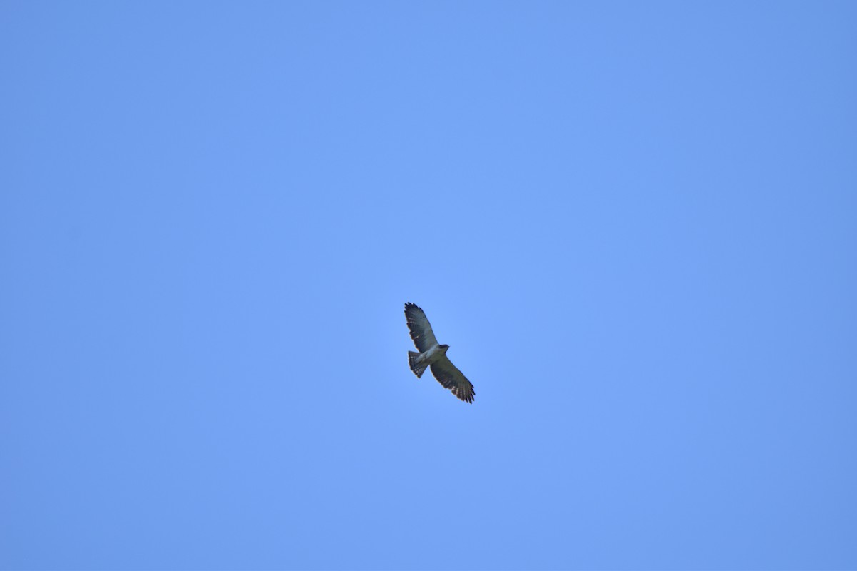 Short-tailed Hawk - Leonardo Guzmán (Kingfisher Birdwatching Nuevo León)