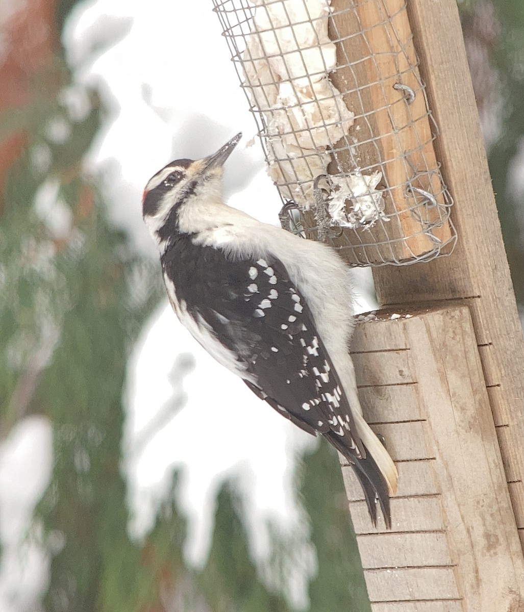 Hairy Woodpecker - ML502184711