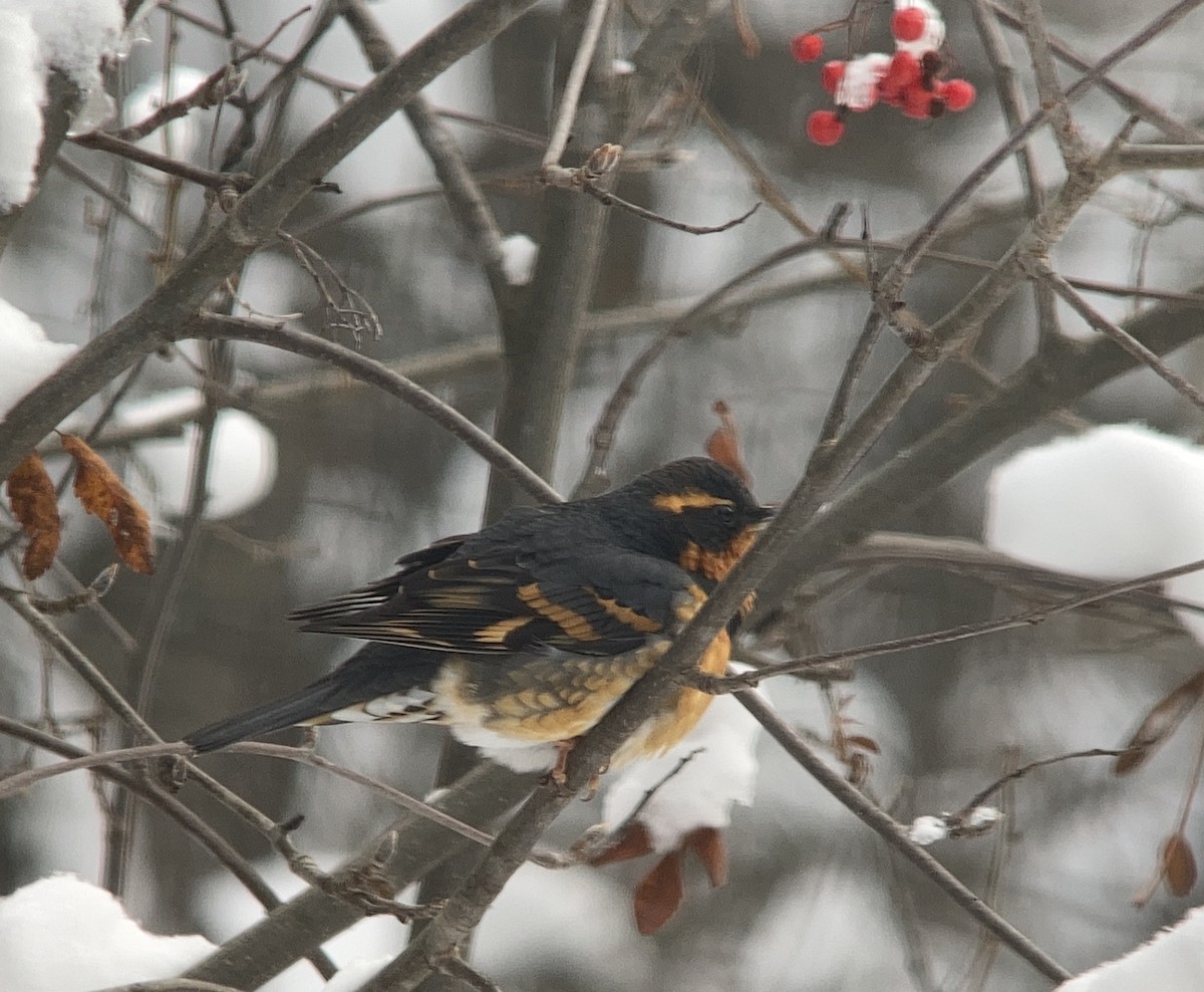 Varied Thrush - ML502184771