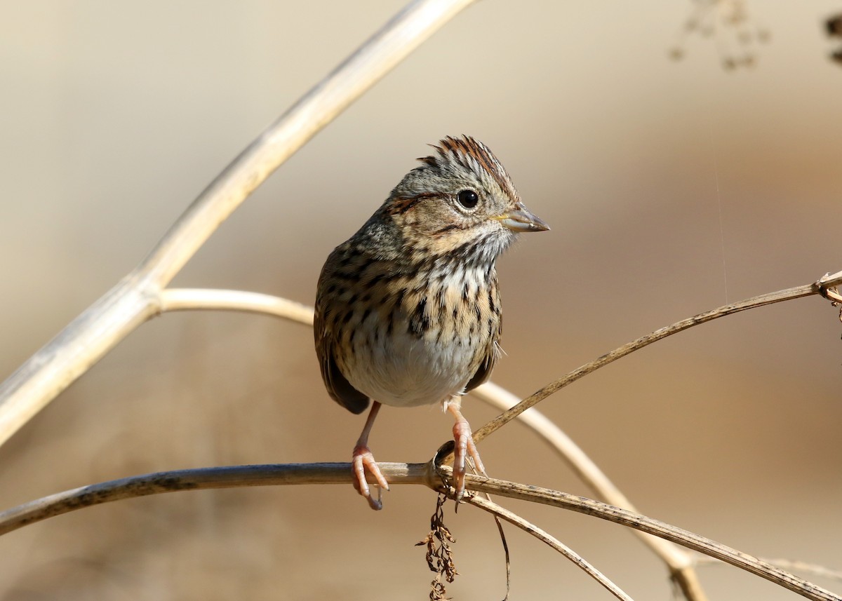 Lincoln's Sparrow - ML502184931