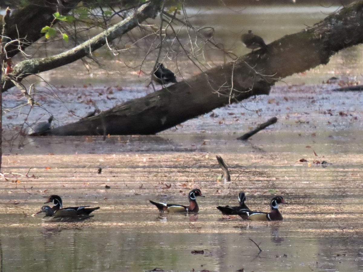 Wood Duck - ML502185191