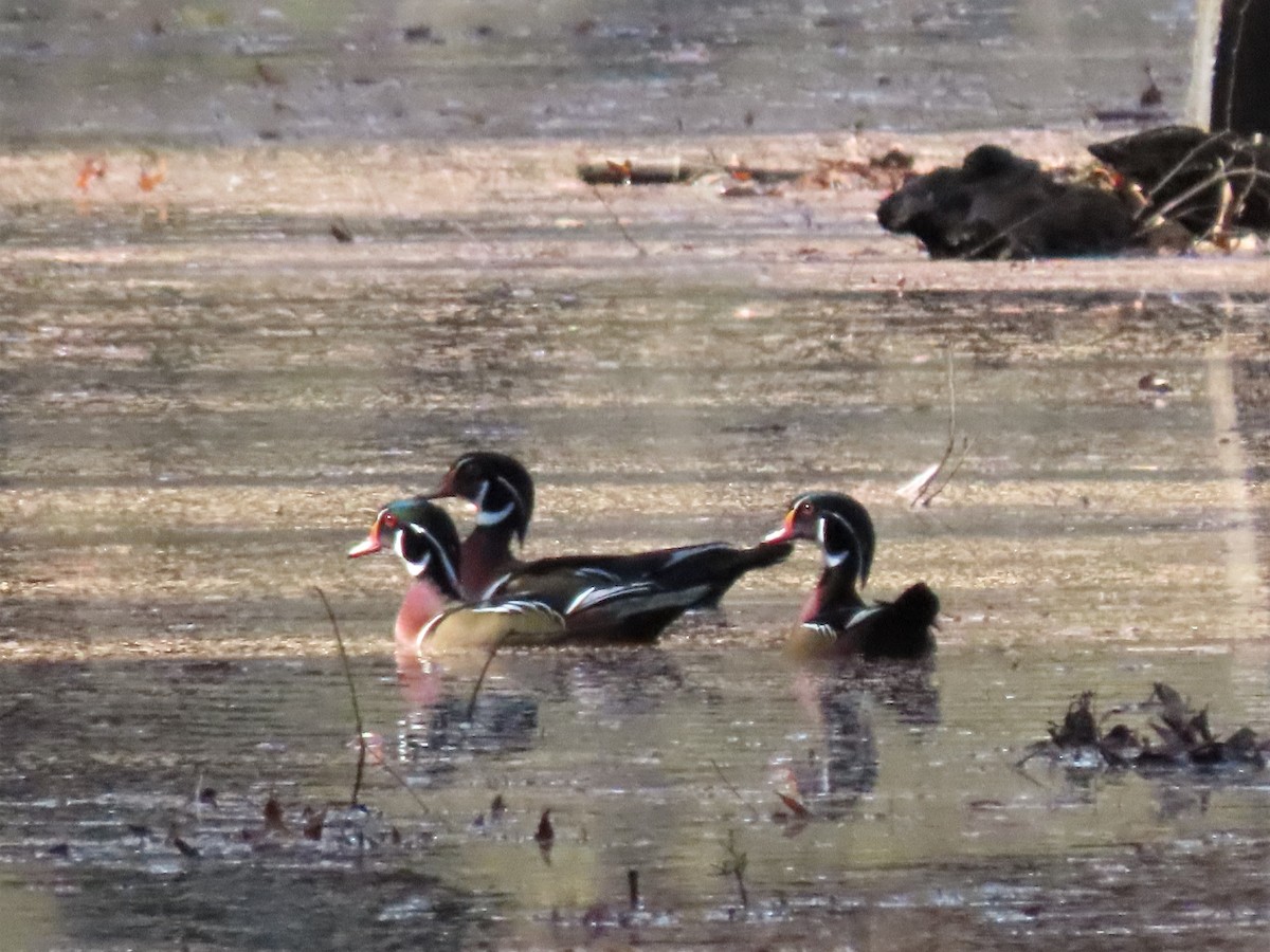 Wood Duck - ML502185231