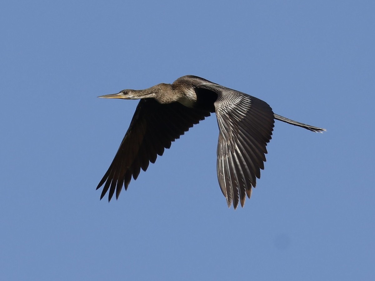 Anhinga - Peggy Rudman