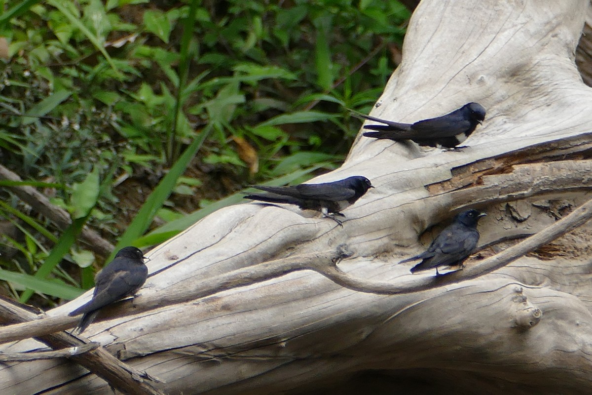 White-banded Swallow - Peter Kaestner