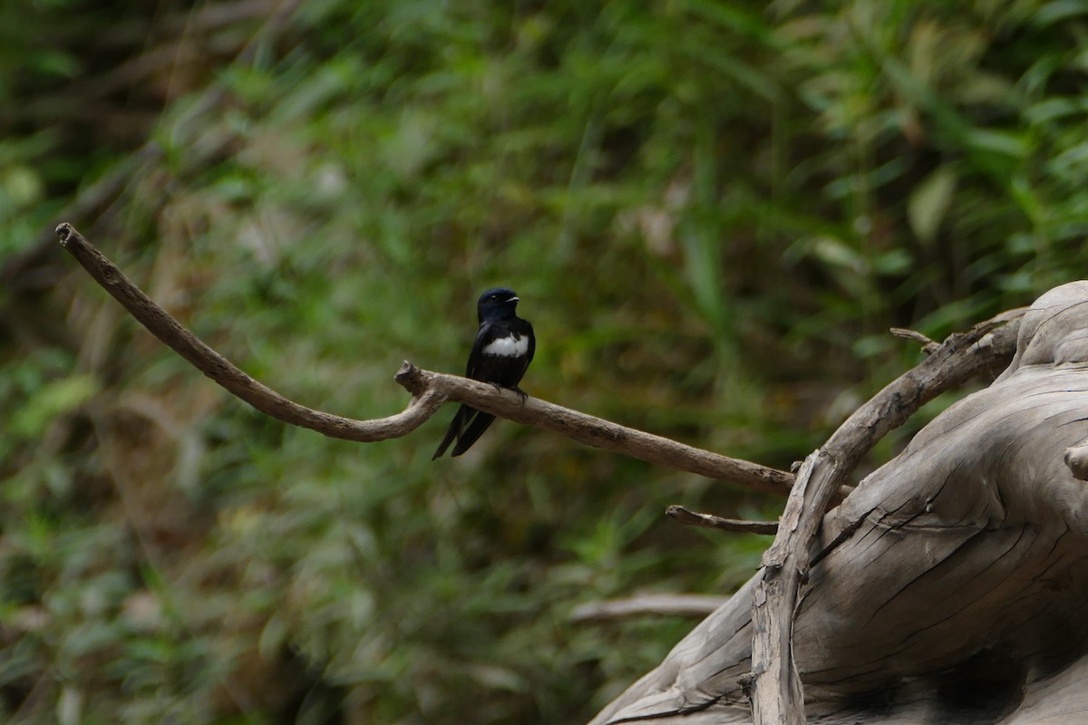 White-banded Swallow - Peter Kaestner