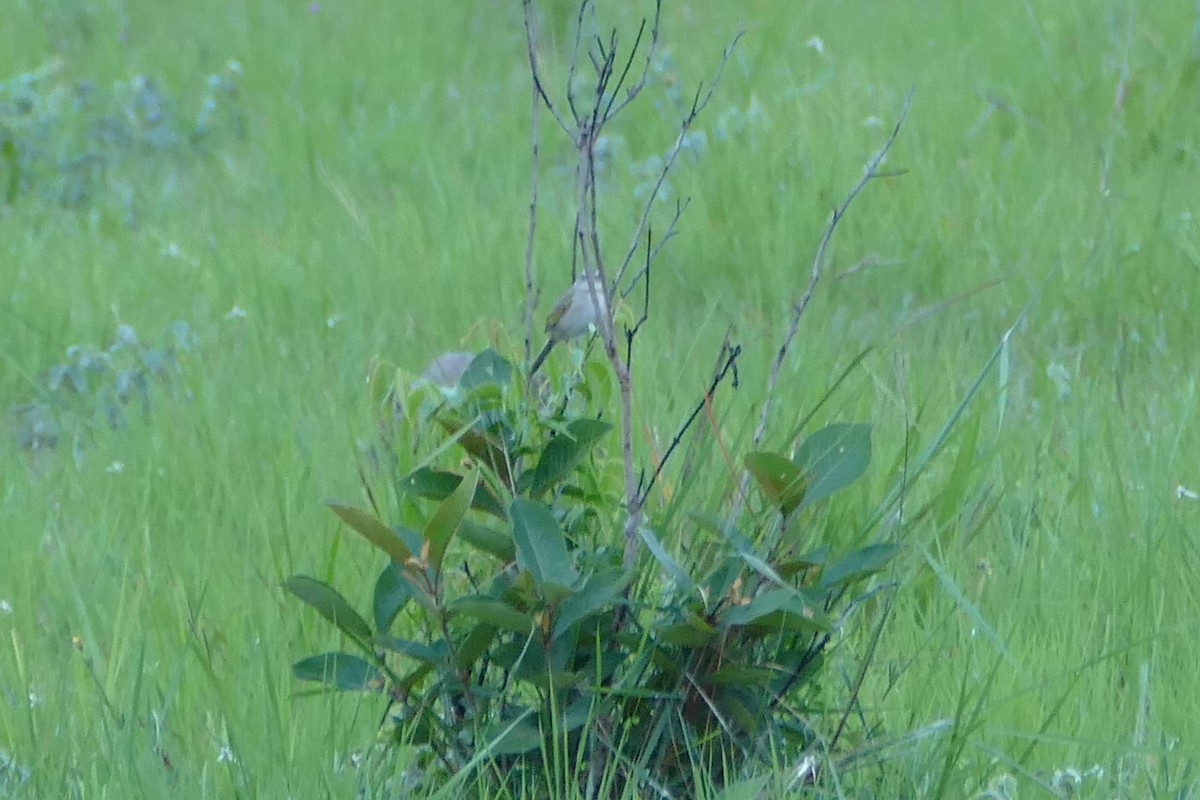 Wedge-tailed Grass-Finch - ML50218631