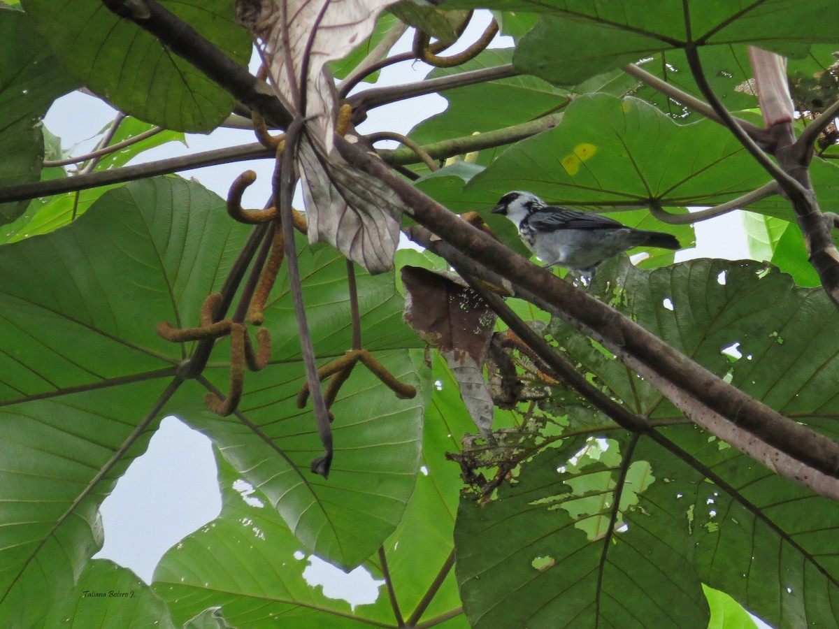 Gray-and-gold Tanager - ML50218801