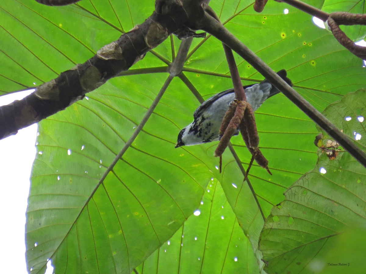 Gray-and-gold Tanager - ML50218881