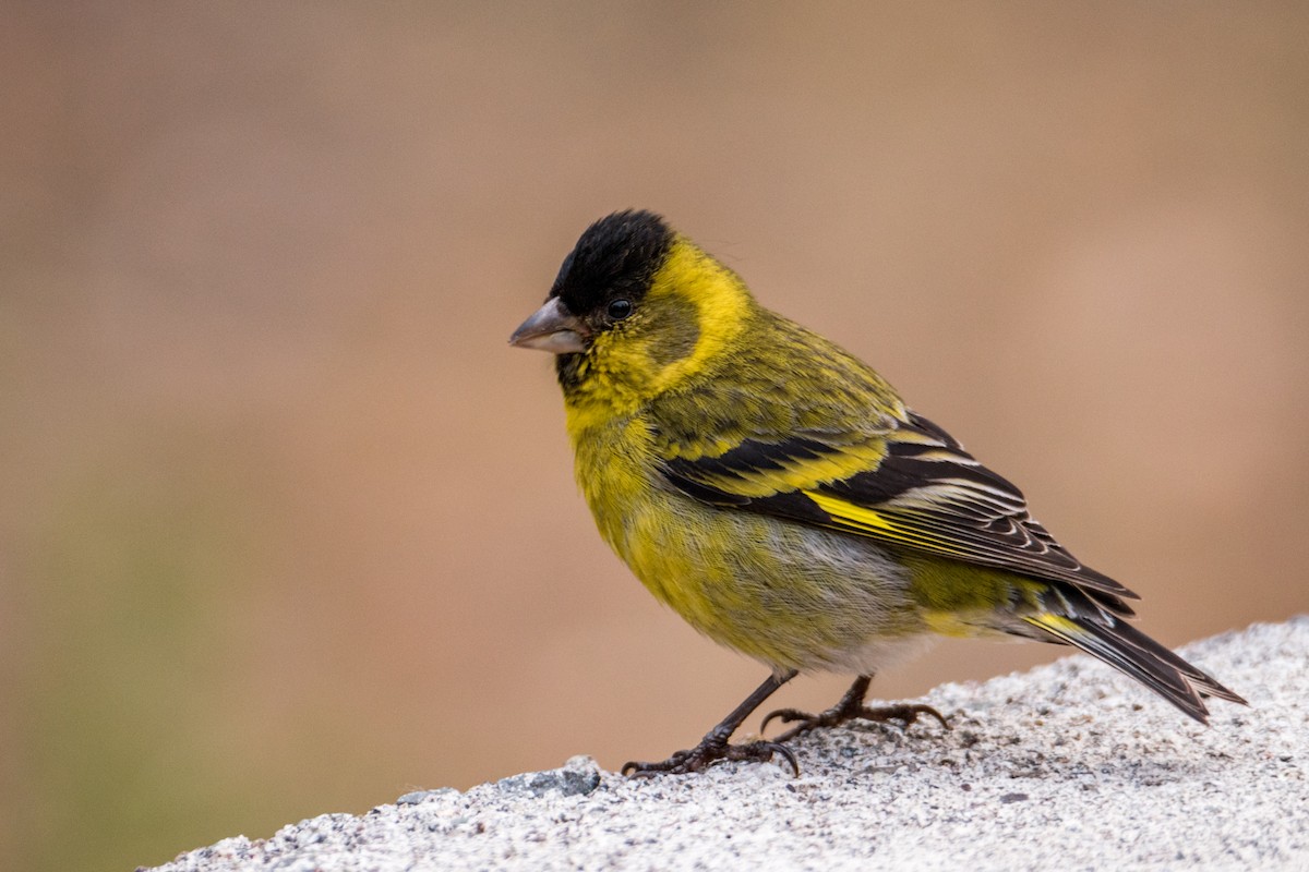 Black-chinned Siskin - ML502189721