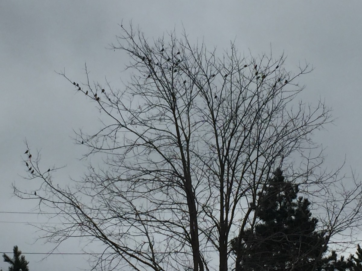 Cedar Waxwing - ML50219071