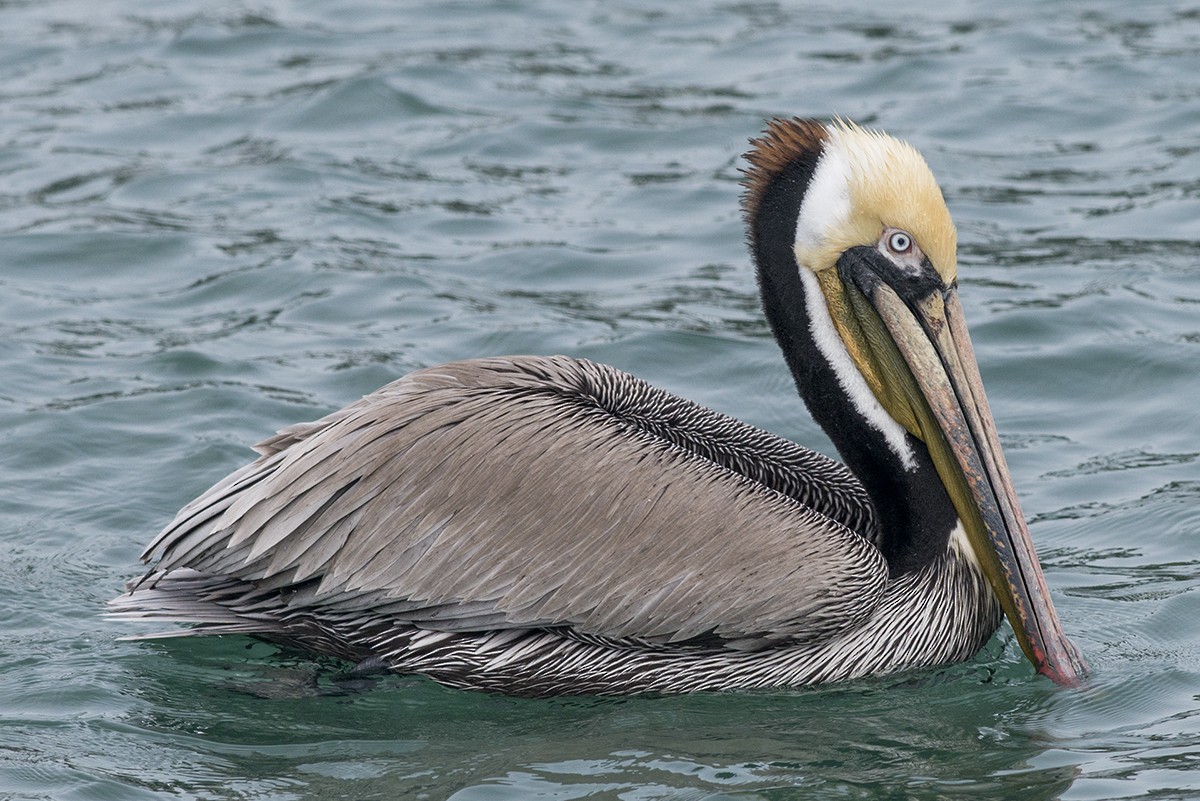 pelikán hnědý - ML50219211